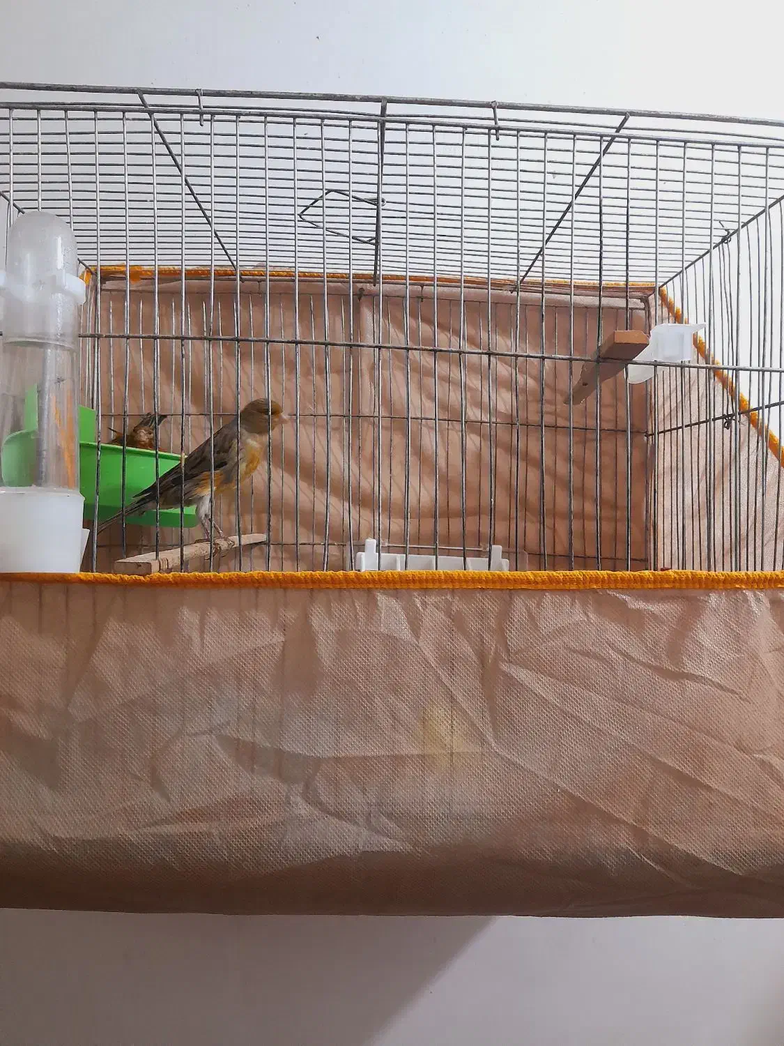 قناری عروس هلندی|پرنده|کرمان, |دیوار