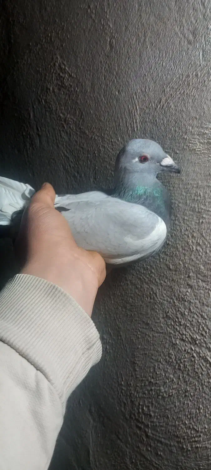 کفتر پلاکی|پرنده|گلستان (تهران), |دیوار