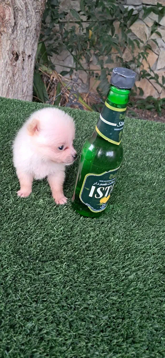 توله سگ تو جیبی یا فنجونی(شی هواهوا)|سگ|قائمشهر, |دیوار