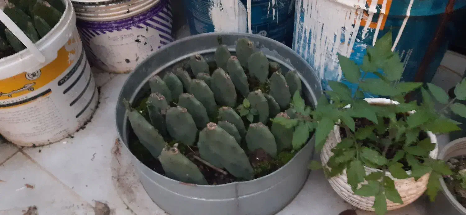 کاکتوس|گل و گیاه طبیعی|تهران, تهرانپارس جنوبی|دیوار