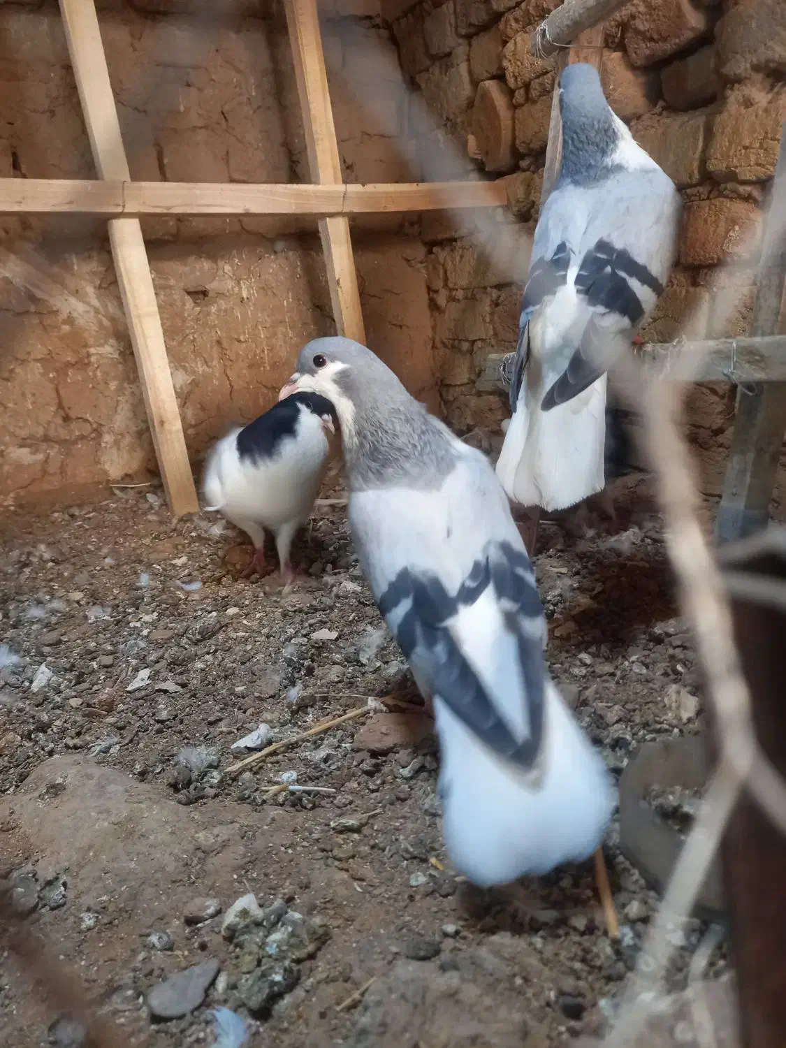 کو بدرنگ|پرنده|تاکستان, |دیوار