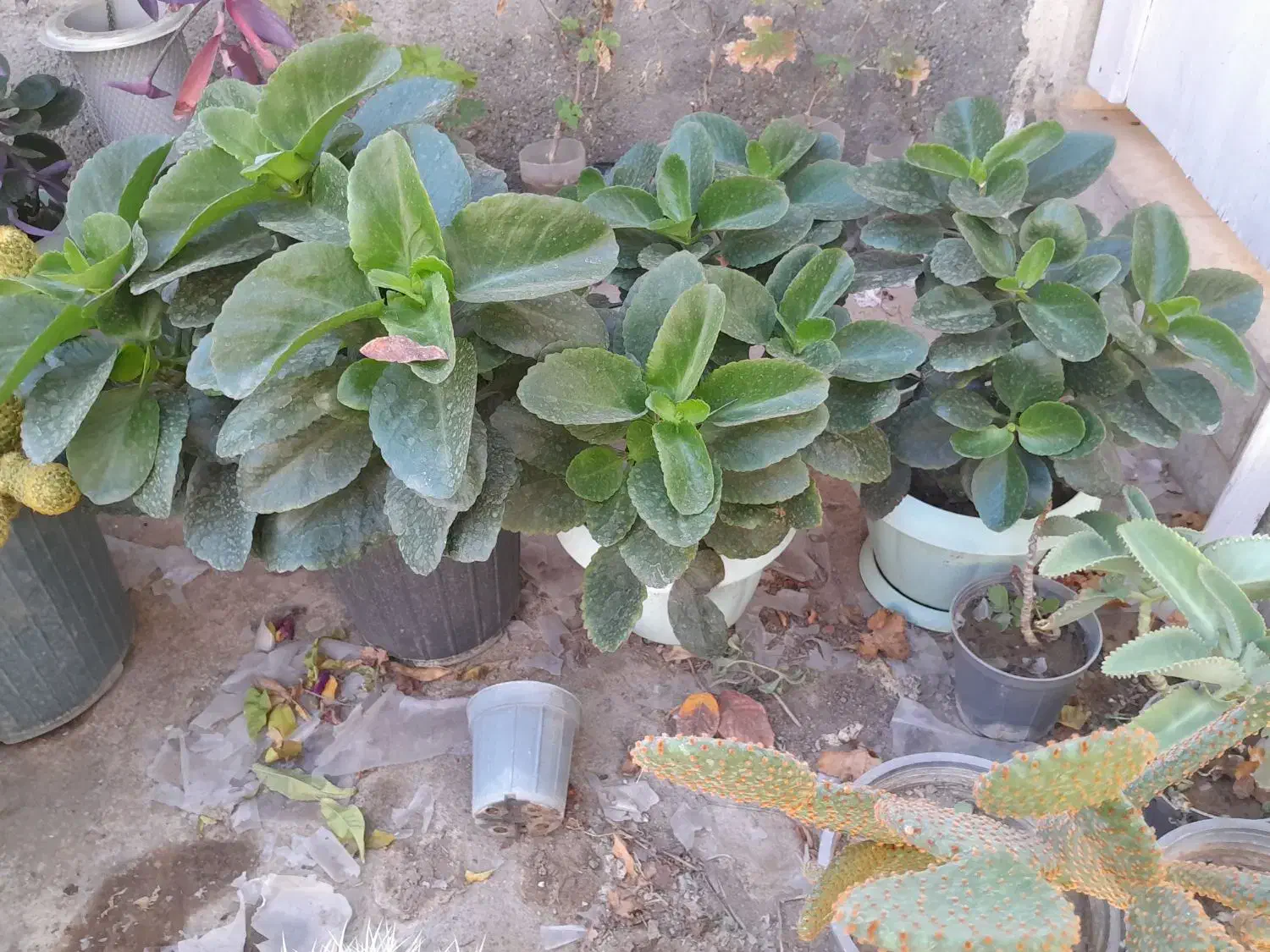 گل و گیاه|گل و گیاه طبیعی|دلیجان, |دیوار