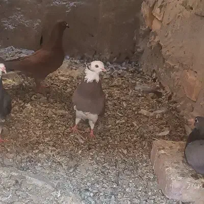 شازده کاکل دوچشمی تهرانی|پرنده|هامون, |دیوار