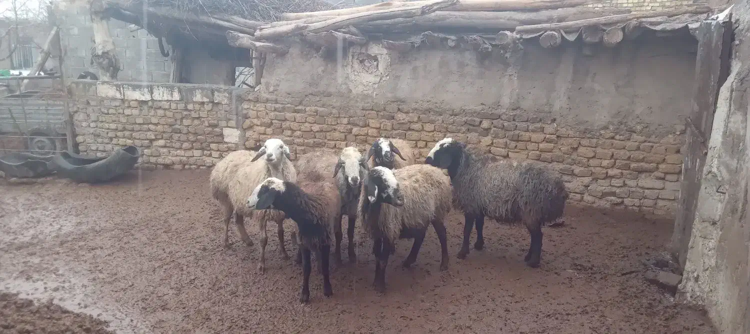 میش چاق عالی خوب|حیوانات مزرعه|رامند, |دیوار