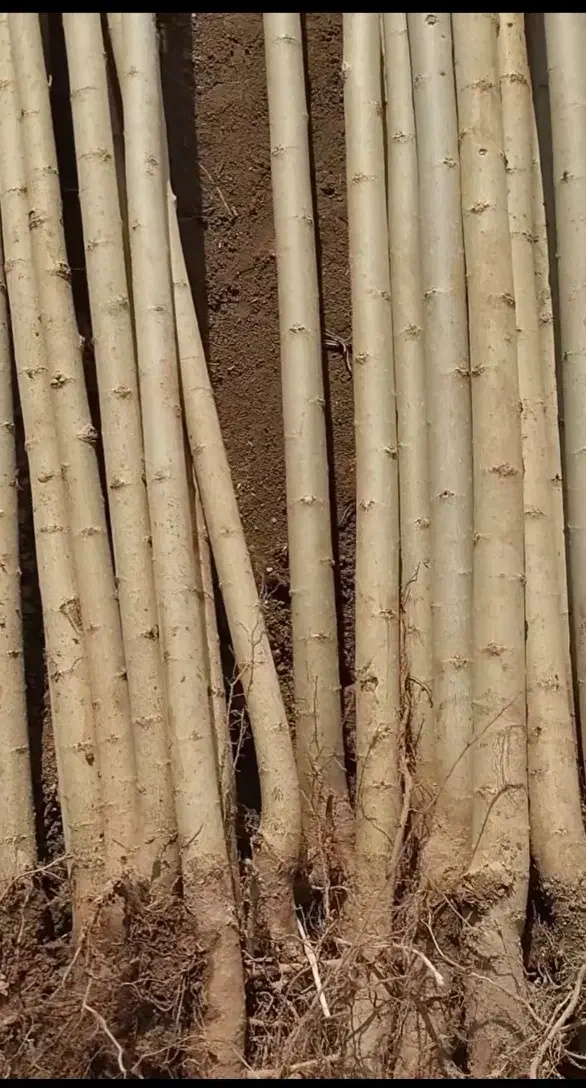 صنوبر نیگرا|خدمات باغبانی و درختکاری|آمل, |دیوار