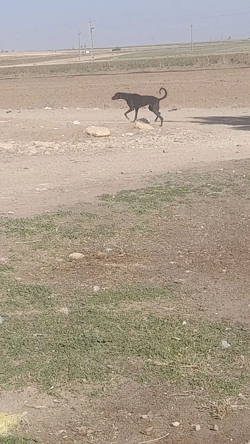 سگ تازی|سگ|قروه, |دیوار