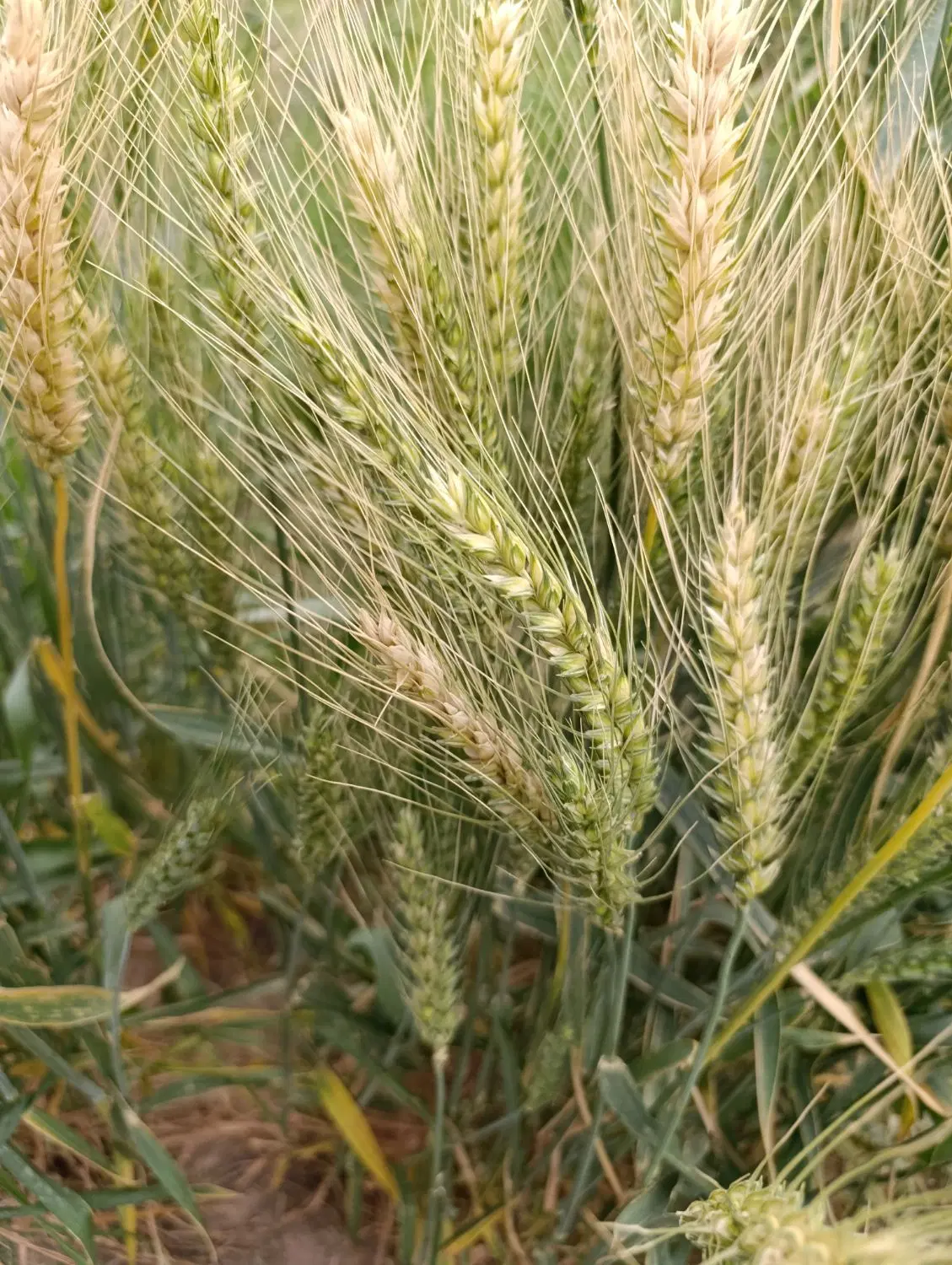 جومحلی|خوردنی و آشامیدنی|رودبار (کرمان), |دیوار