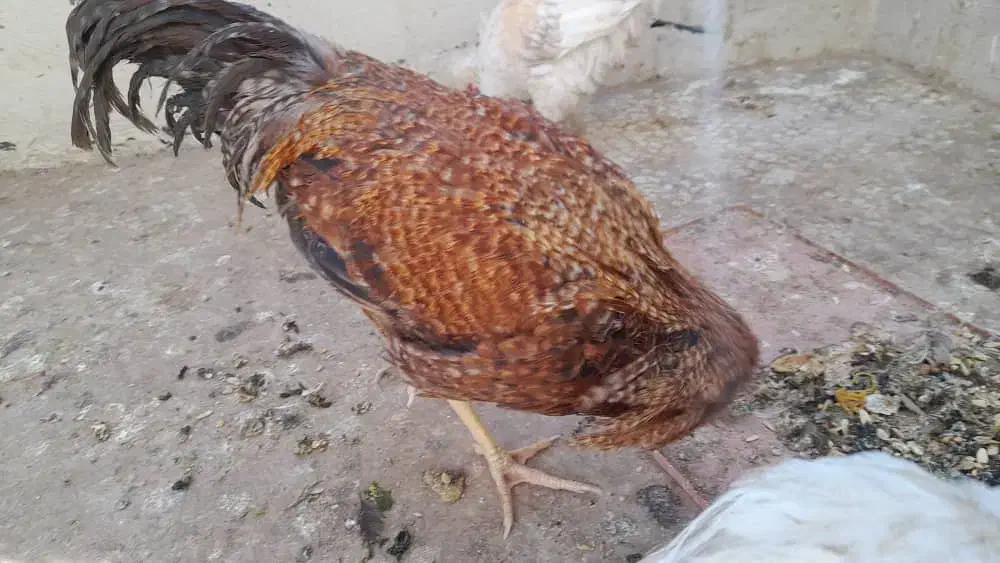 خروس سالم و بی نظیر|حیوانات مزرعه|قم, در بهشت|دیوار