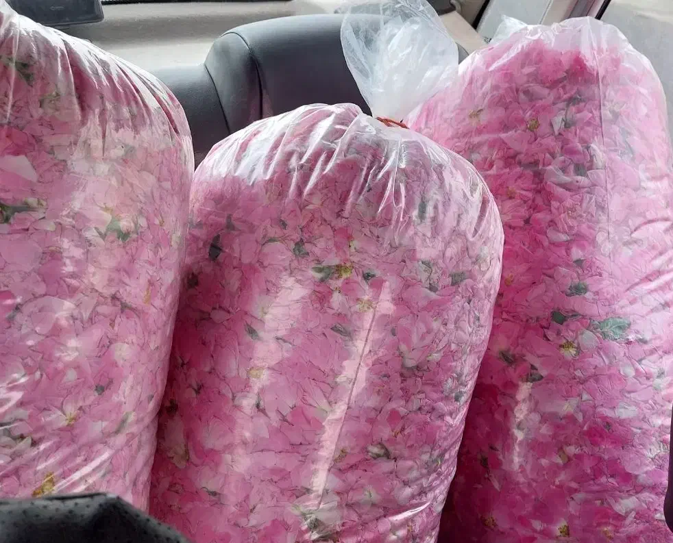 گلاب ناب کاشان|خوردنی و آشامیدنی|کاشان, کشاورز|دیوار