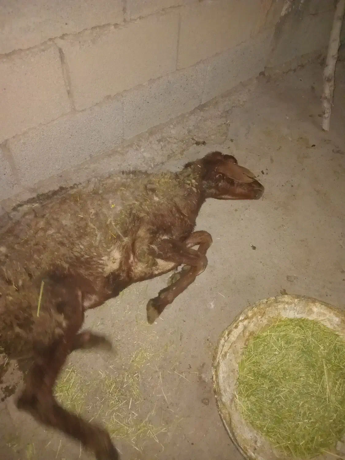 گوسفند|حیوانات مزرعه|زاغه, |دیوار