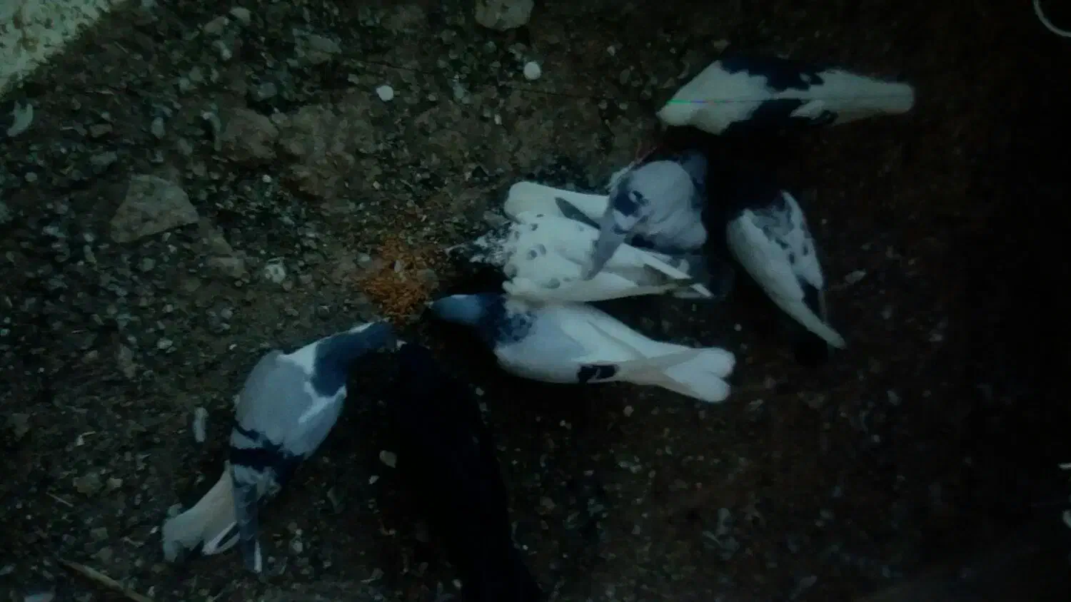 کفتر رنگی پرشی|پرنده|تاکستان, |دیوار