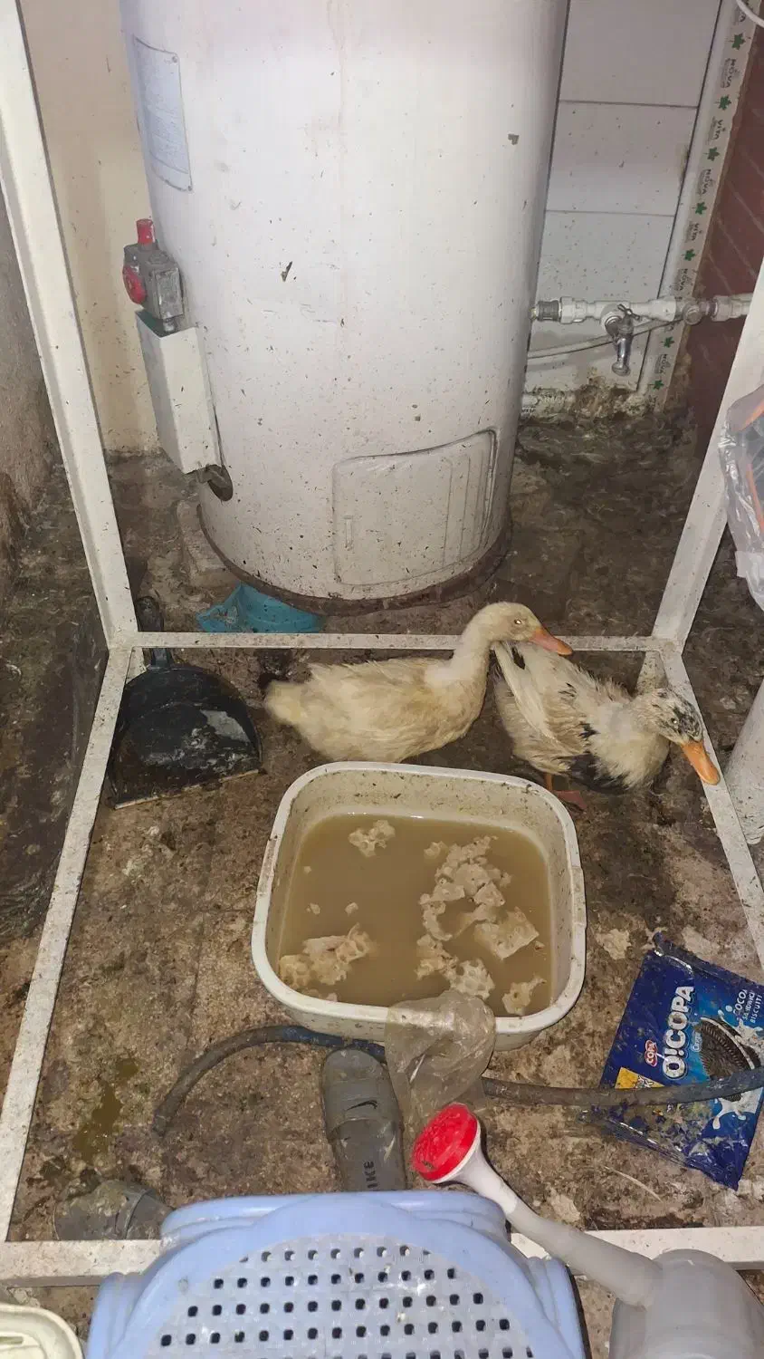 اردک|حیوانات مزرعه|تهران, ازگل|دیوار