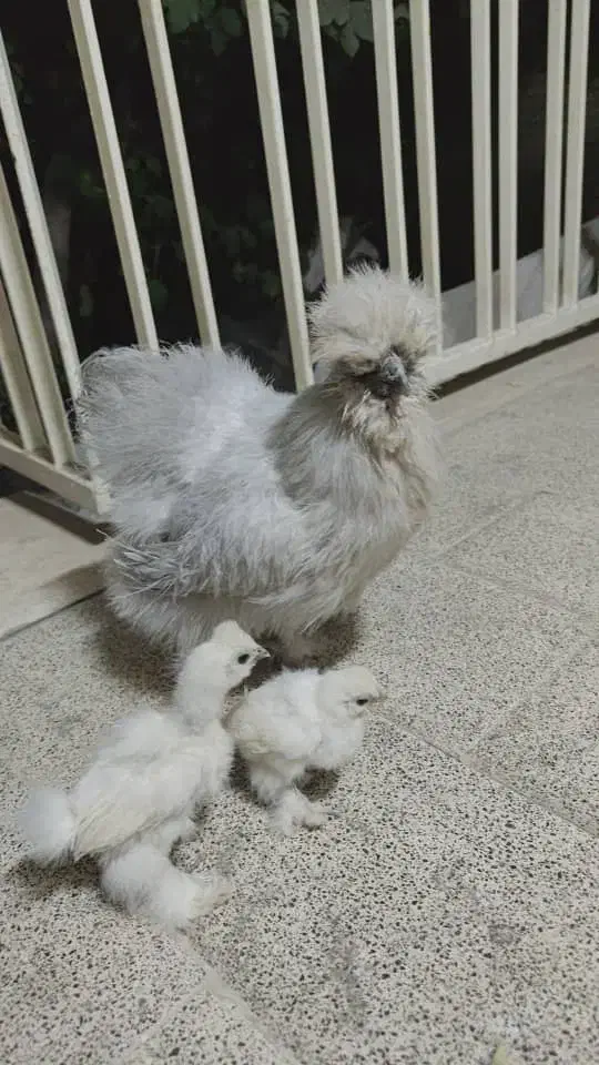 مرغ و خروس مولد ابریشمی نژاد دار|حیوانات مزرعه|تهران, قیام|دیوار