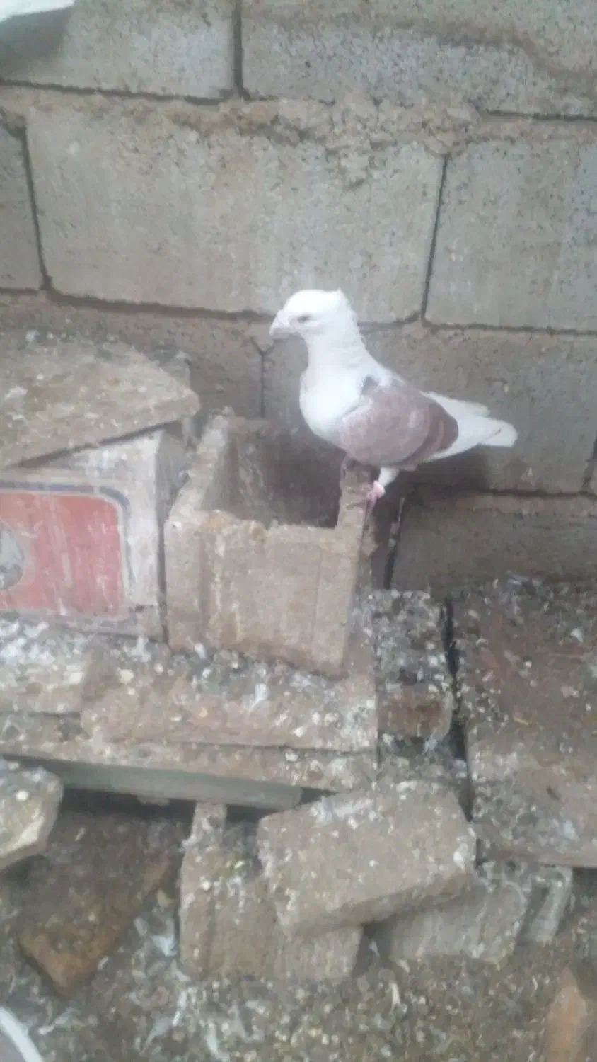 فروش کبوتر|پرنده|نی‌ریز, |دیوار