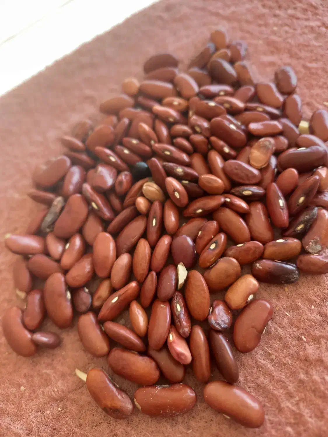 لوبیا|خوردنی و آشامیدنی|گیان, |دیوار