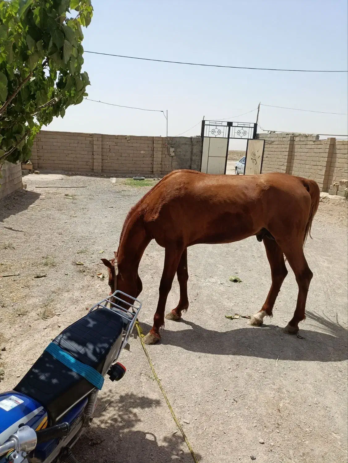 اسب|اسب و تجهیزات اسب‌سواری|فامنین, |دیوار