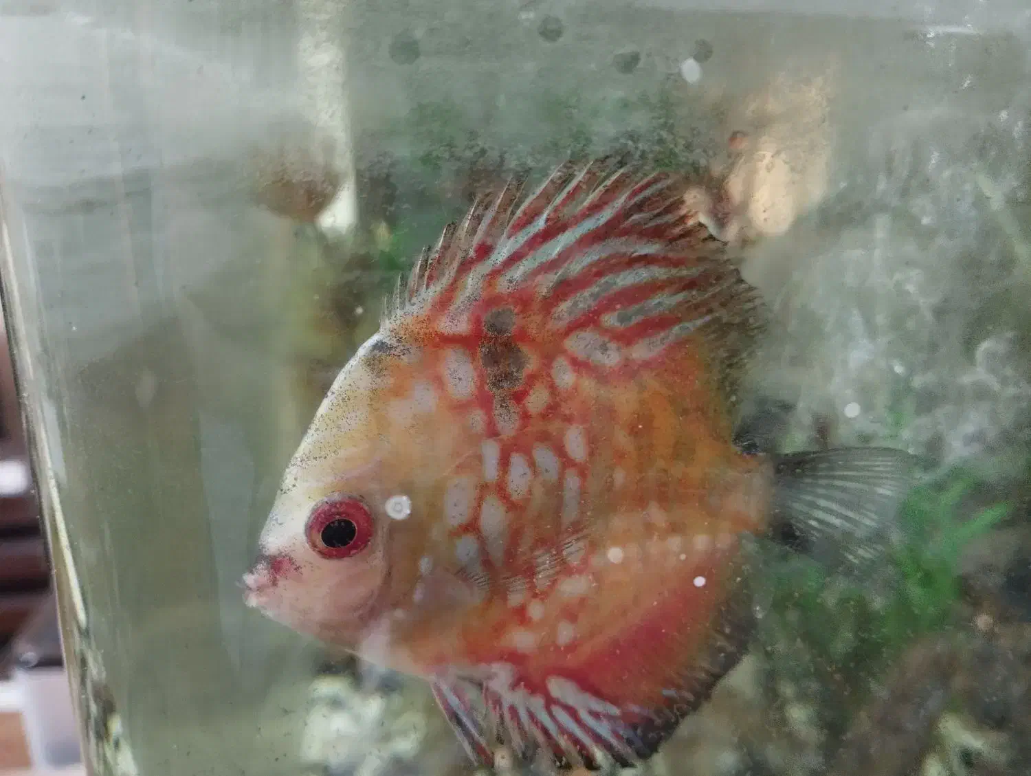 ماهی آکواریوم شیرین دیسکس|ماهی|گرگان, |دیوار