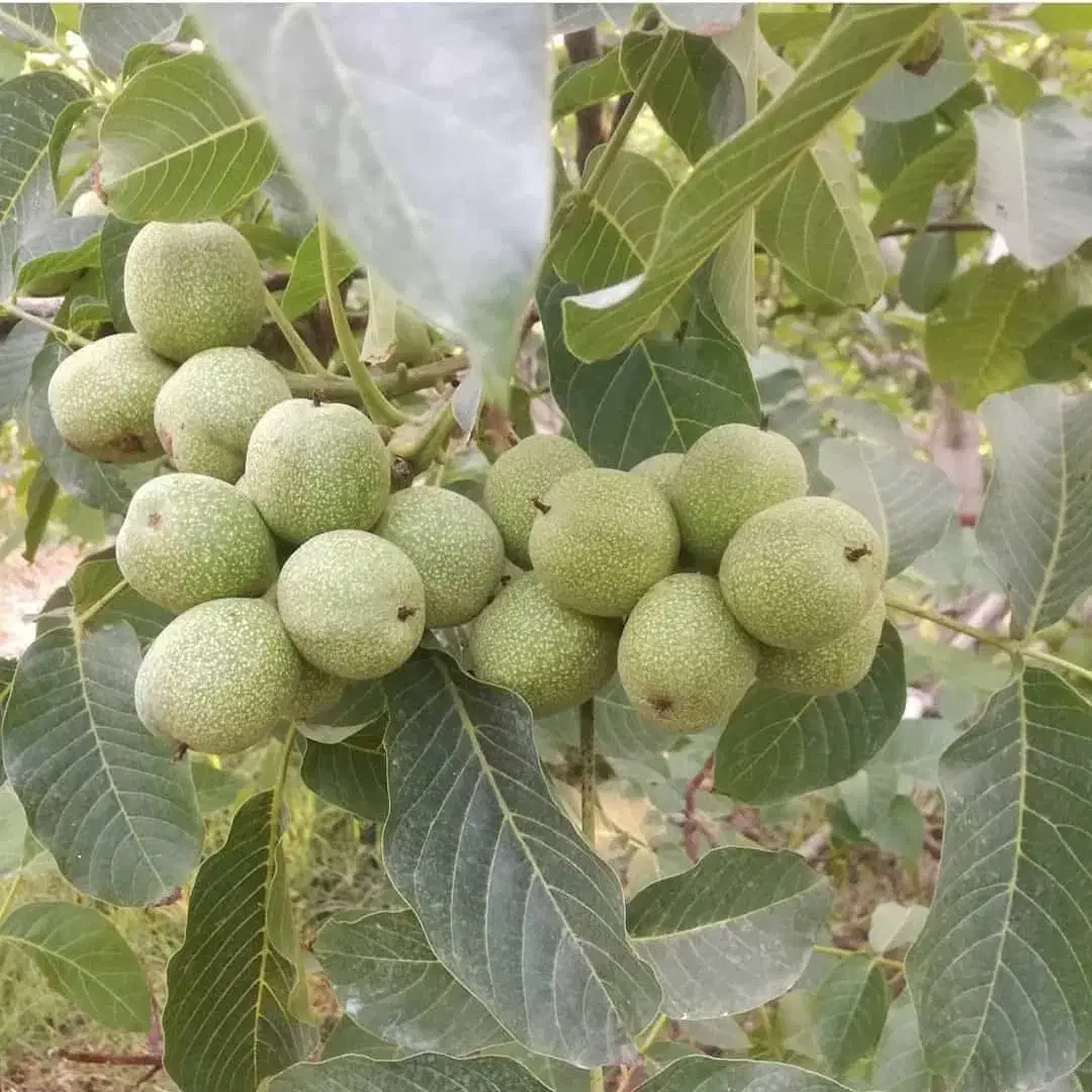 فروش نهال اصلاح شده مناسب مناطق سردسیر|خدمات باغبانی و درختکاری|سنندج, |دیوار