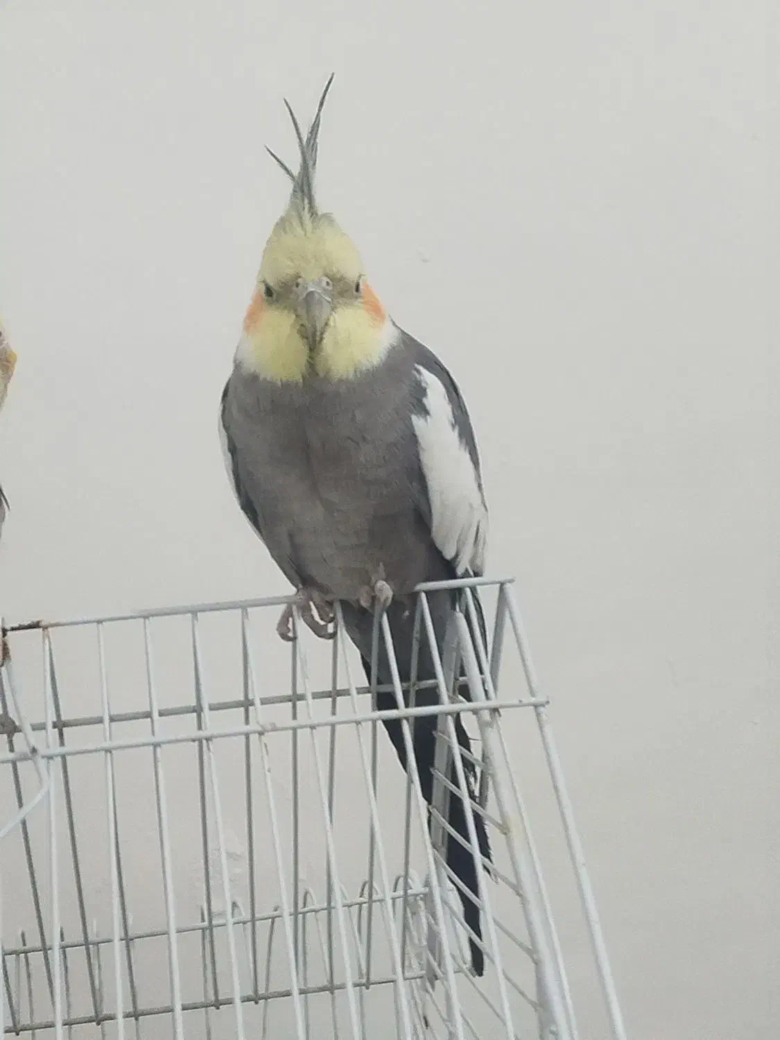 عروس سخنگو|پرنده|خاش, |دیوار