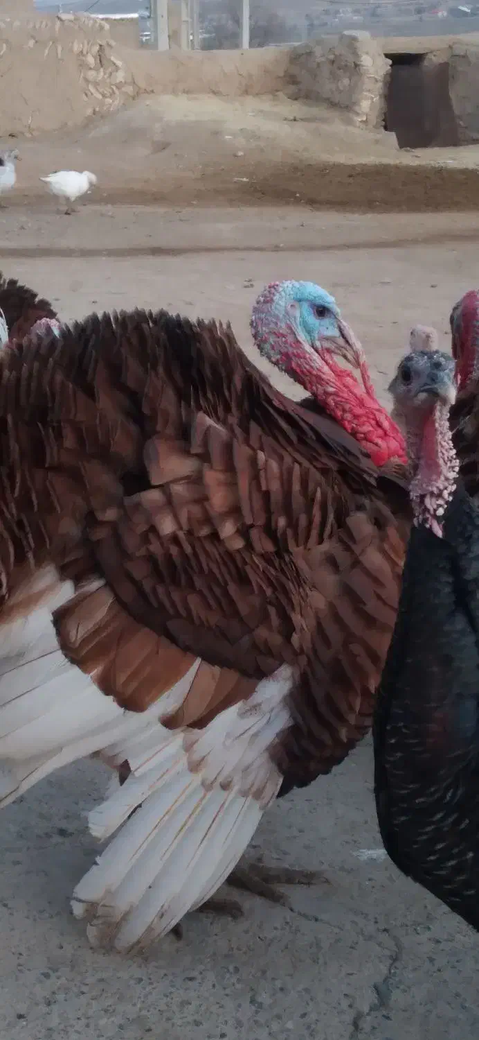 بوقلمون|حیوانات مزرعه|دیواندره, |دیوار