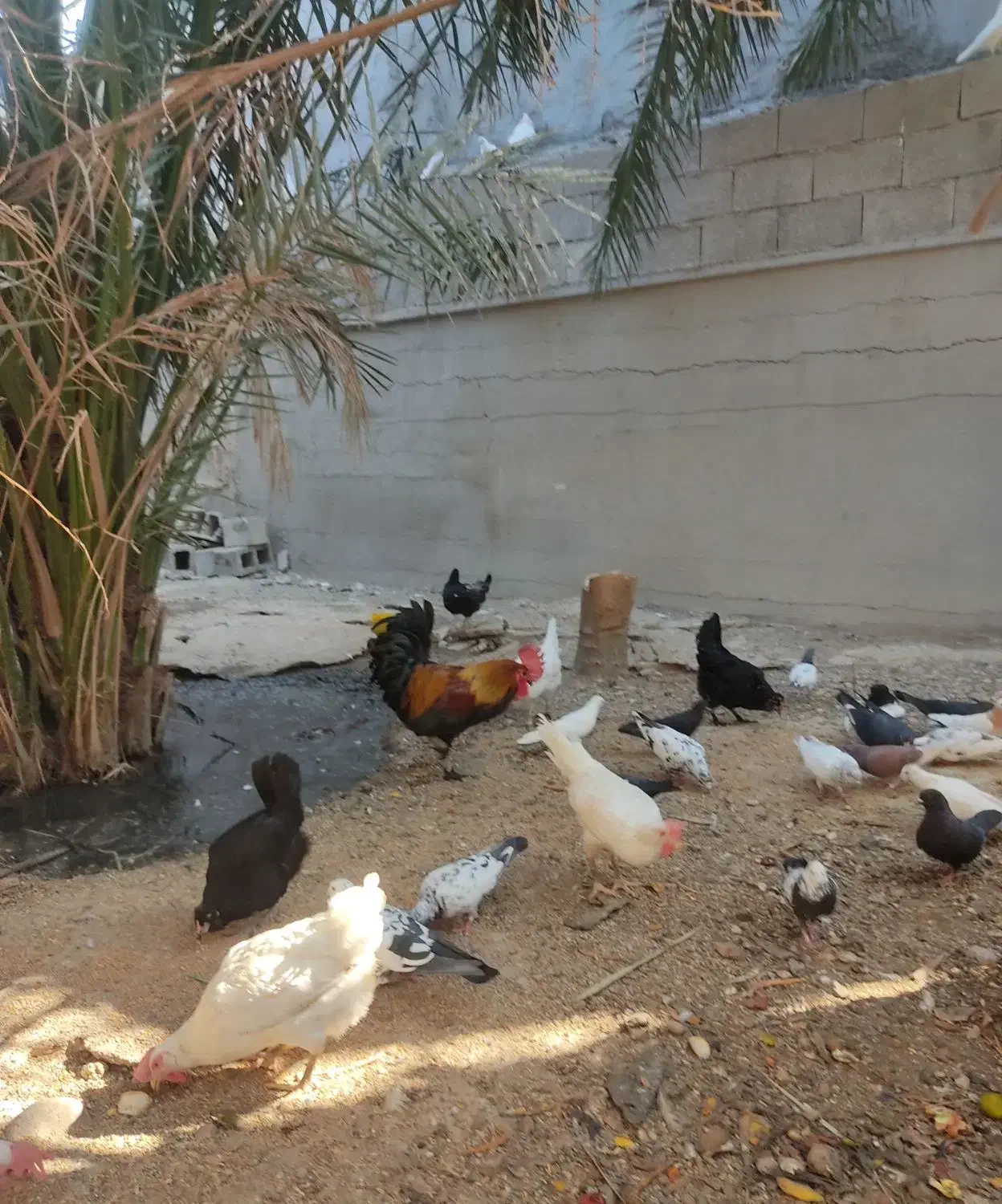 فروش مرغ وکبوتر|پرنده|خورموج, |دیوار