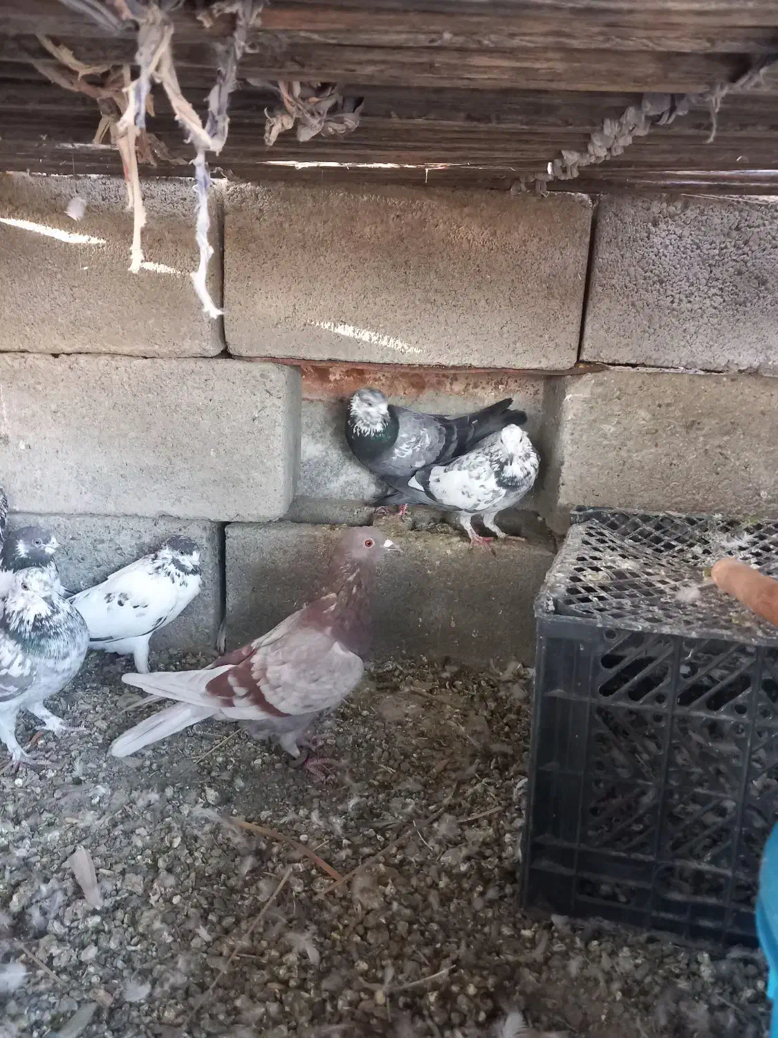 کفتر و مرغ کهنوج|پرنده|کهنوج, |دیوار