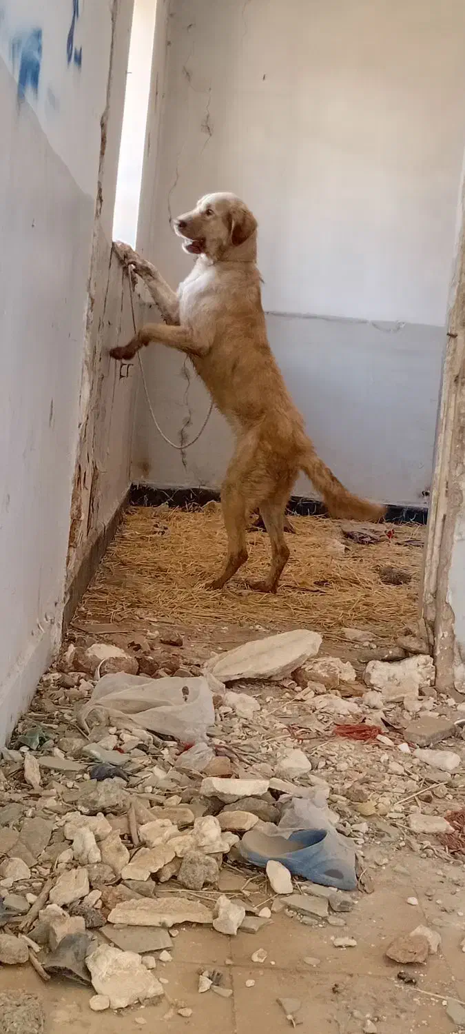 پژدر ماده|سگ|دهگلان, |دیوار