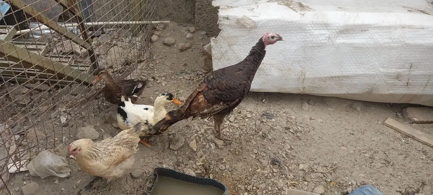 فروش ۴ عدد مرغ اوردک وبوقلمون|حیوانات مزرعه|تهران, شهرک استقلال|دیوار