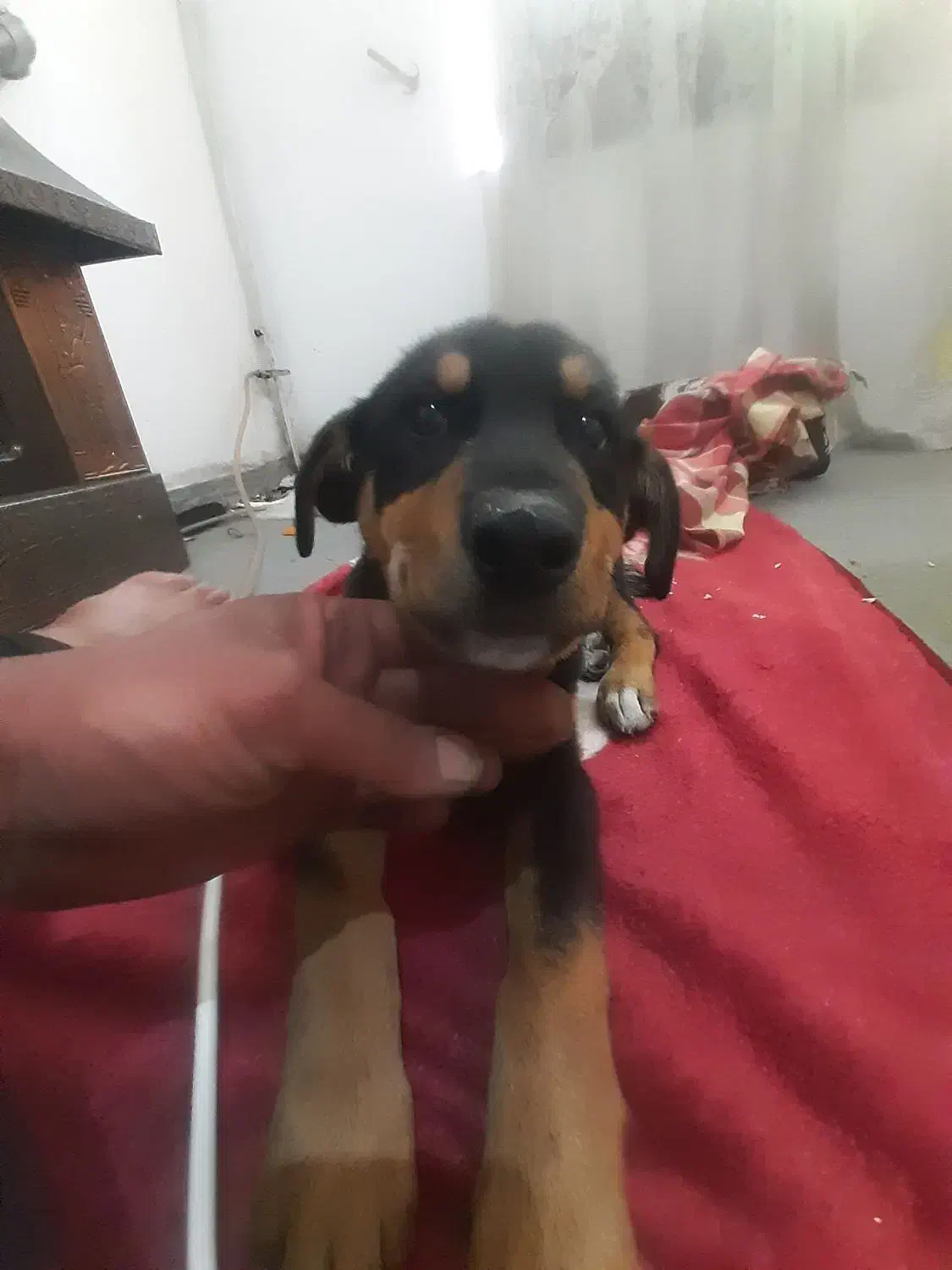 سگ روتوایلرنر|سگ|کرمانشاه, |دیوار