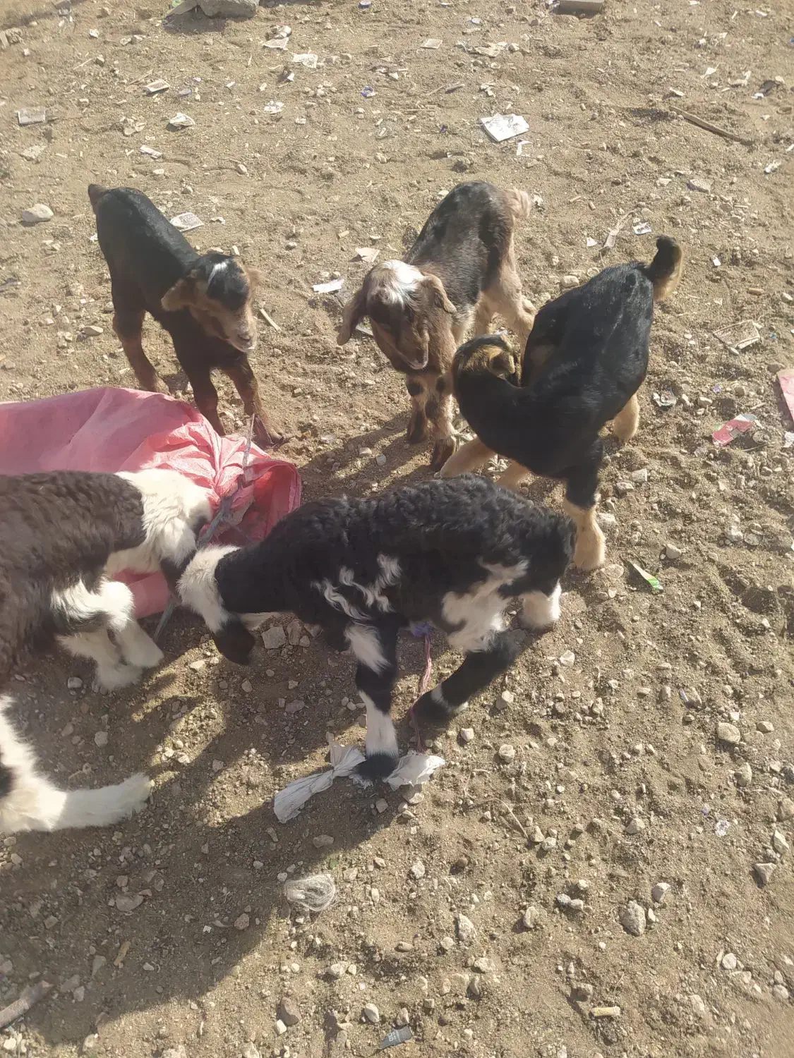 کهره شیری تازه|حیوانات مزرعه|شیراز, بید زرد|دیوار