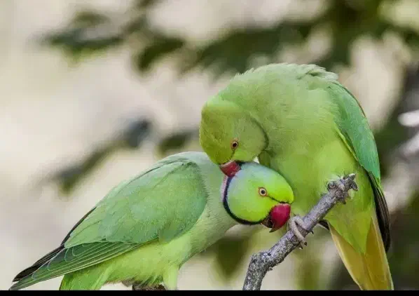 طوطی ملنگو جوجه و مولد|پرنده|قم, ناصردیوان|دیوار