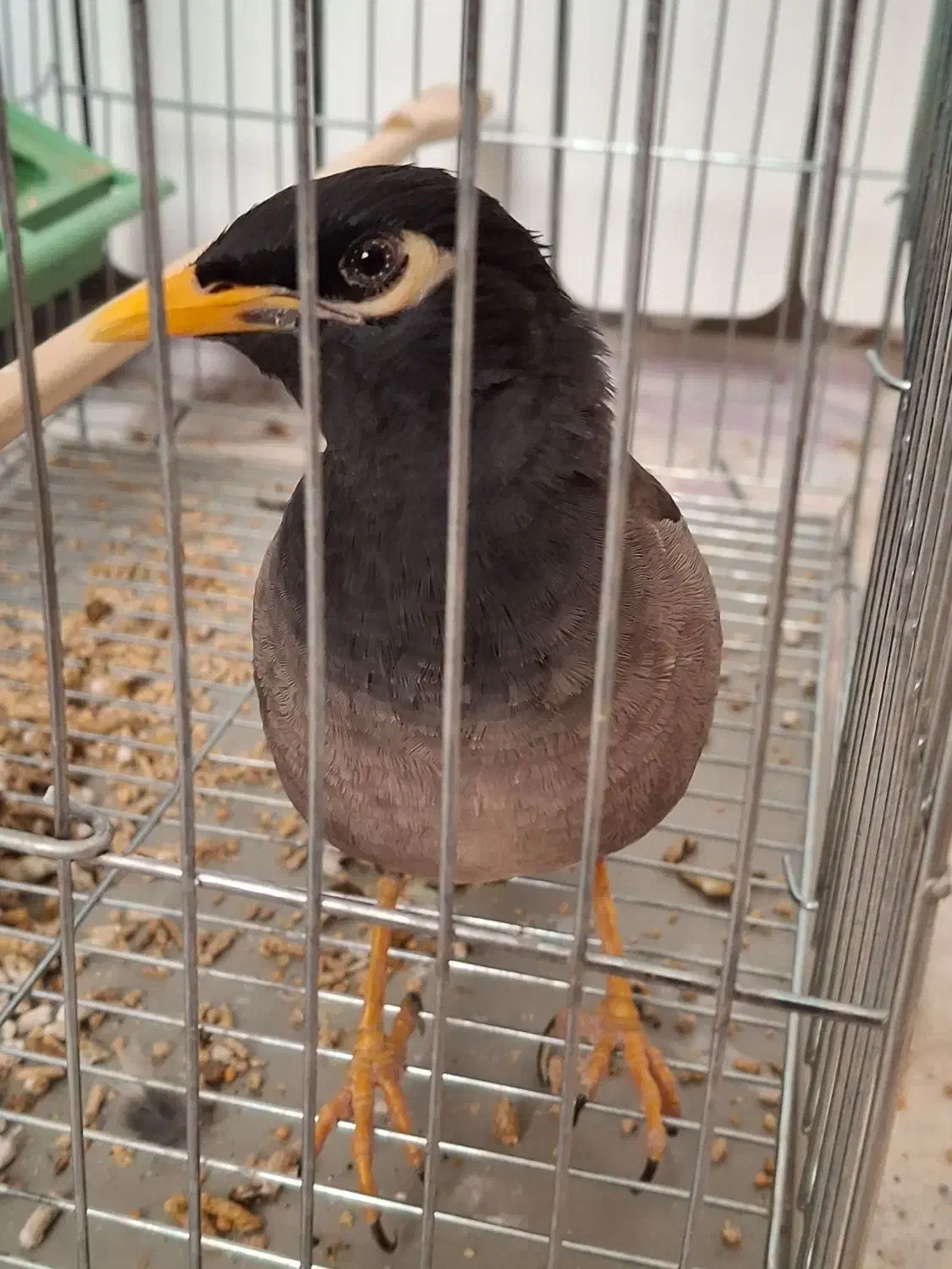 مینا سخنگو دستی|پرنده|زاهدان, |دیوار