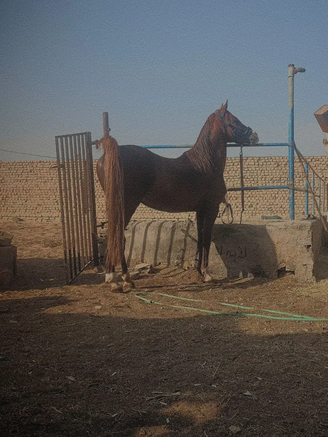 اسب عرب یک سر|اسب و تجهیزات اسبسواری|یزد, |دیوار