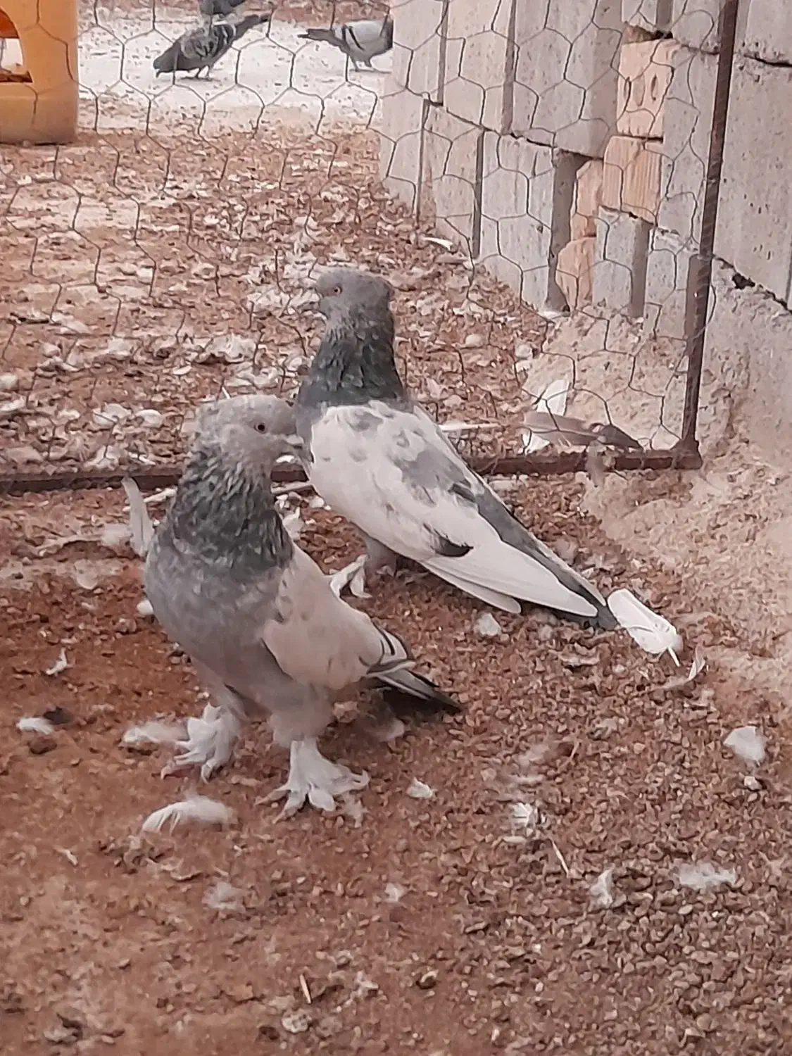کبوتر سینه سبز نر|پرنده|شیراز, شاپورجان|دیوار