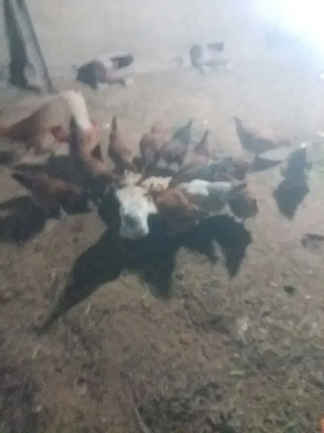 مرغ محلی|حیوانات مزرعه|مرند, |دیوار