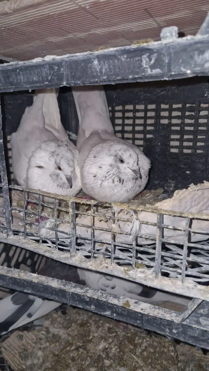 فروش کبوتر معاوضه با قناری|پرنده|قیدار, |دیوار