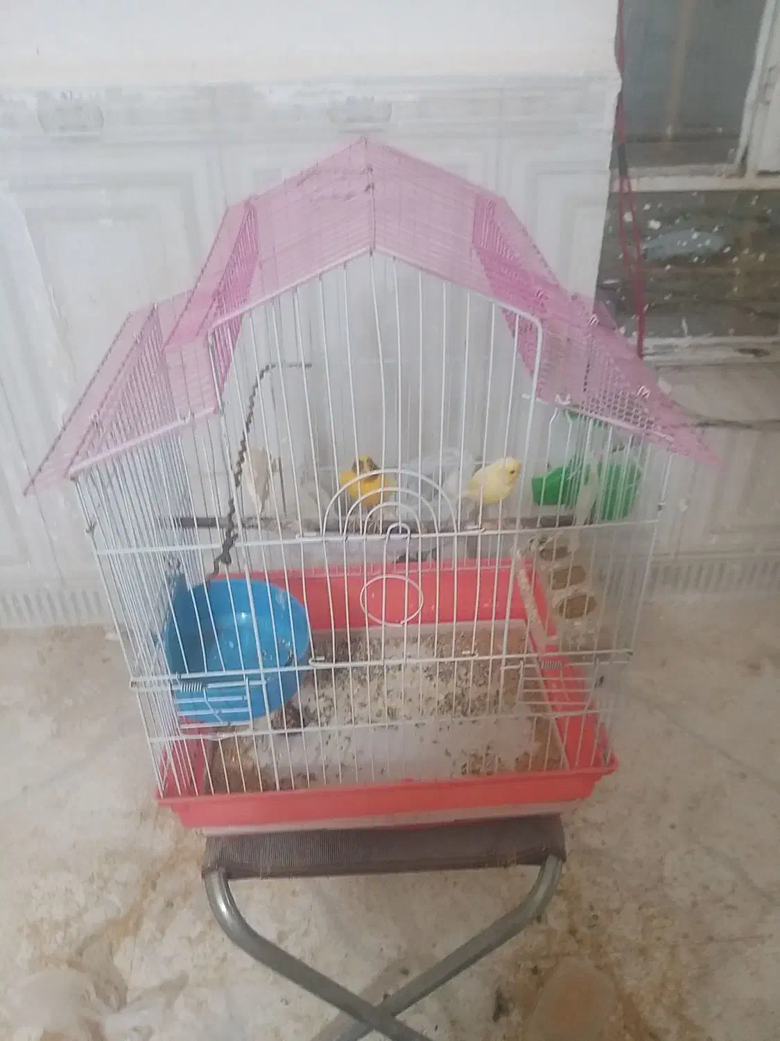 قناری|پرنده|شوشتر, |دیوار