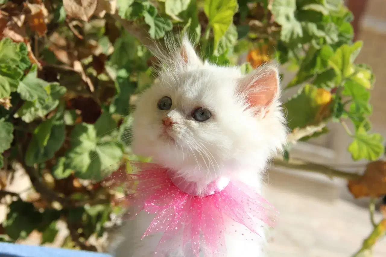 گربه پشمالو و خونگی|گربه|شیراز, فرهنگ شهر|دیوار