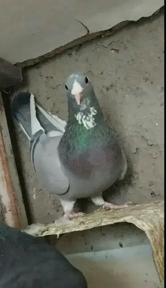 نر پلنگ|پرنده|کرمان, |دیوار