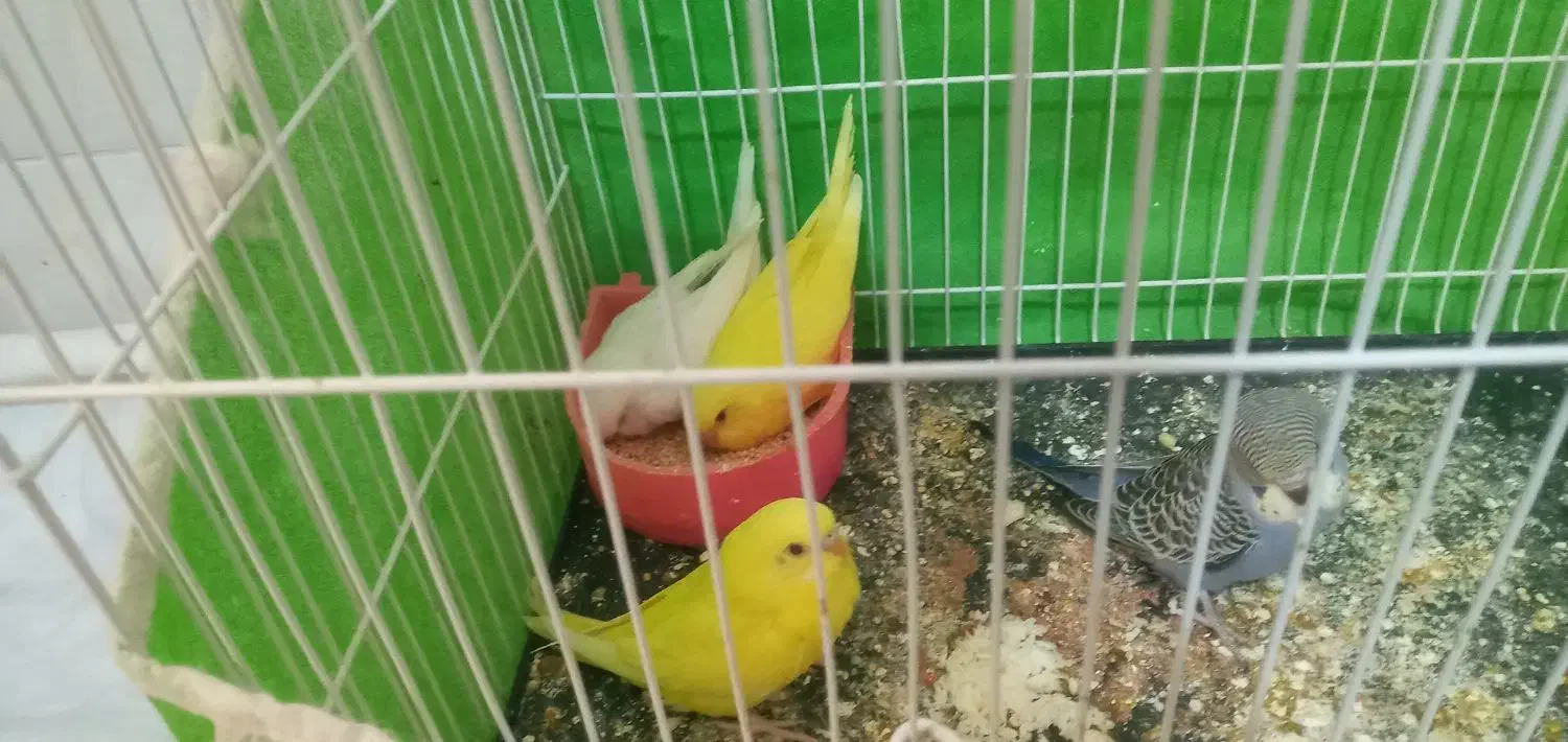 چهار تا جوجه مرغ عشق نژاد خوب|پرنده|نیشابور, ده حلاج|دیوار