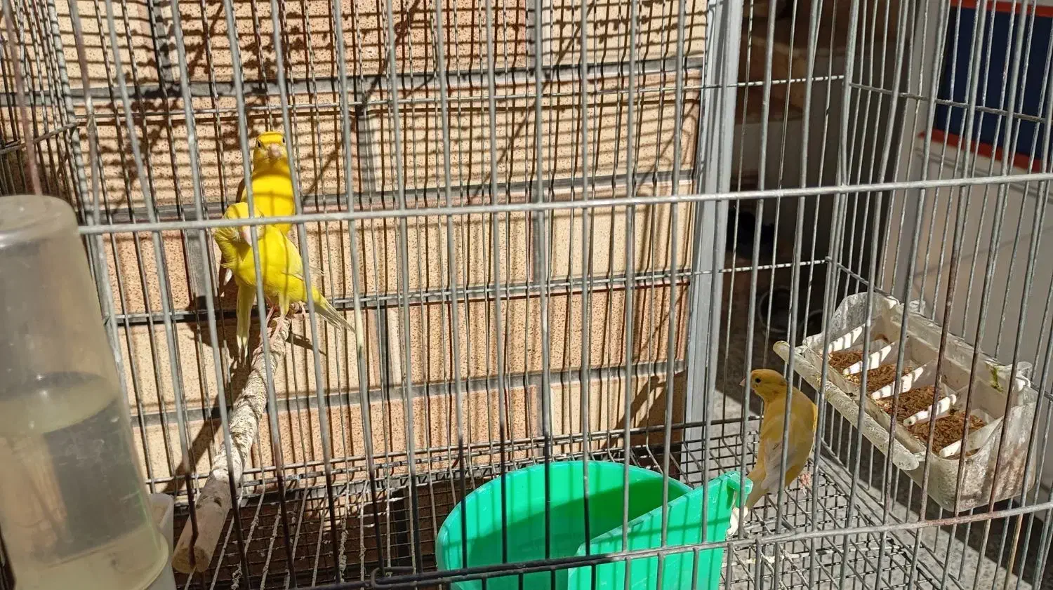 پرنده|پرنده|پیر بکران, |دیوار