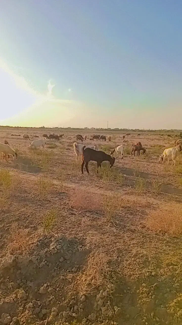 بزغاله|حیوانات مزرعه|انبارآلوم, |دیوار