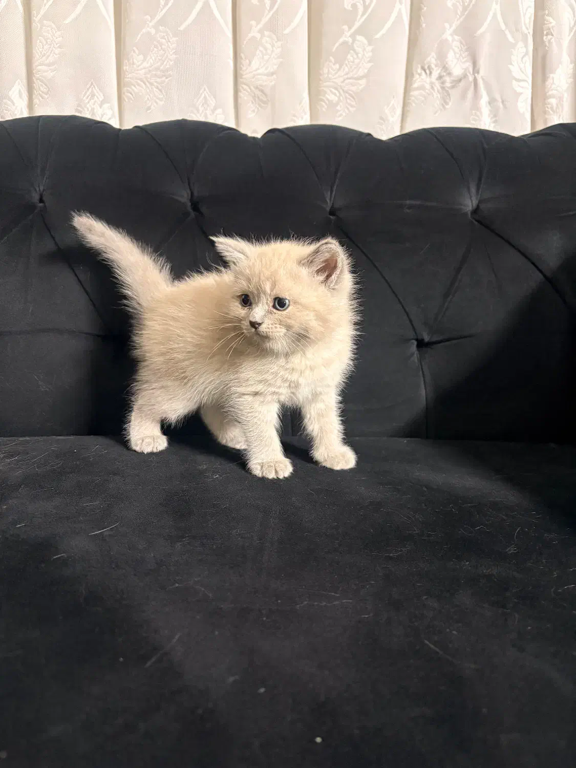 گربه اسکاتیش|گربه|مشهد, هفت تیر (آب و برق)|دیوار