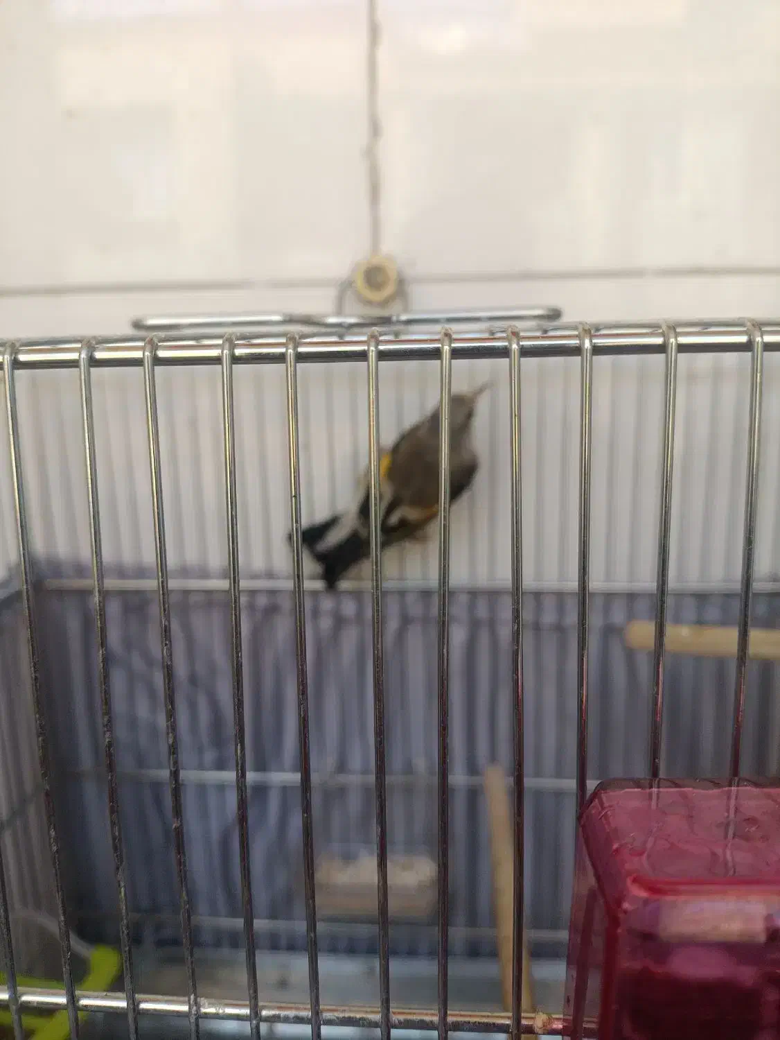 سهره|پرنده|کهریزک, |دیوار