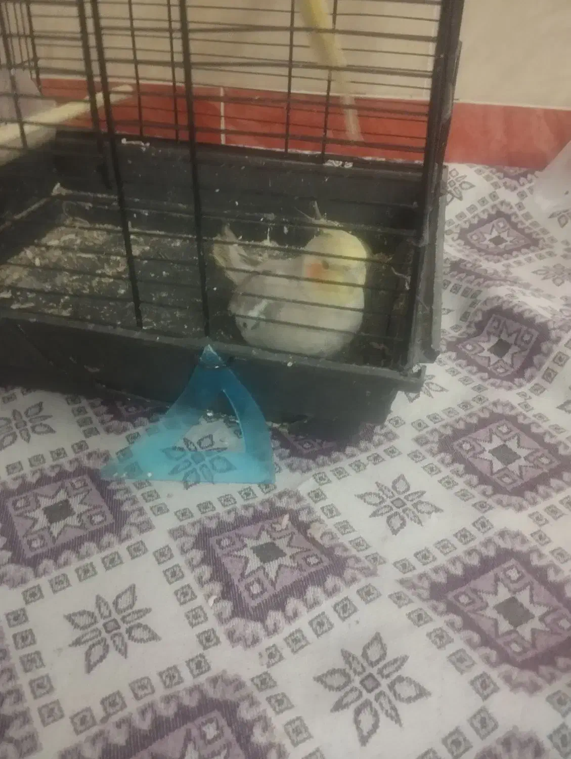 عروس هلندی|پرنده|قنوات, |دیوار