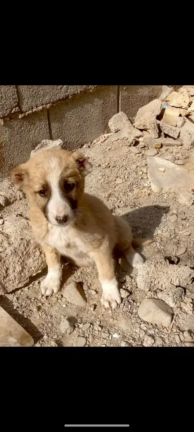 توله سگ نر|سگ|مشهد, خین عرب|دیوار