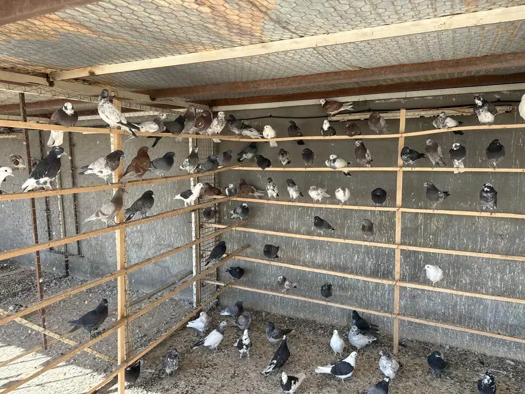 جوجه کبوتر پرشی گرو ۵۰۰ عدد|پرنده|هشتگرد, شهرک جهان ویلا (درخشانیه)|دیوار