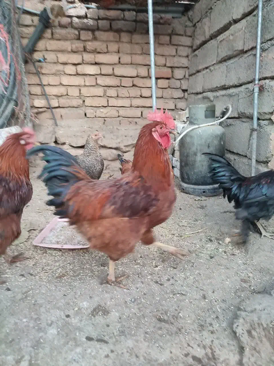 خروس|حیوانات مزرعه|دینور, |دیوار