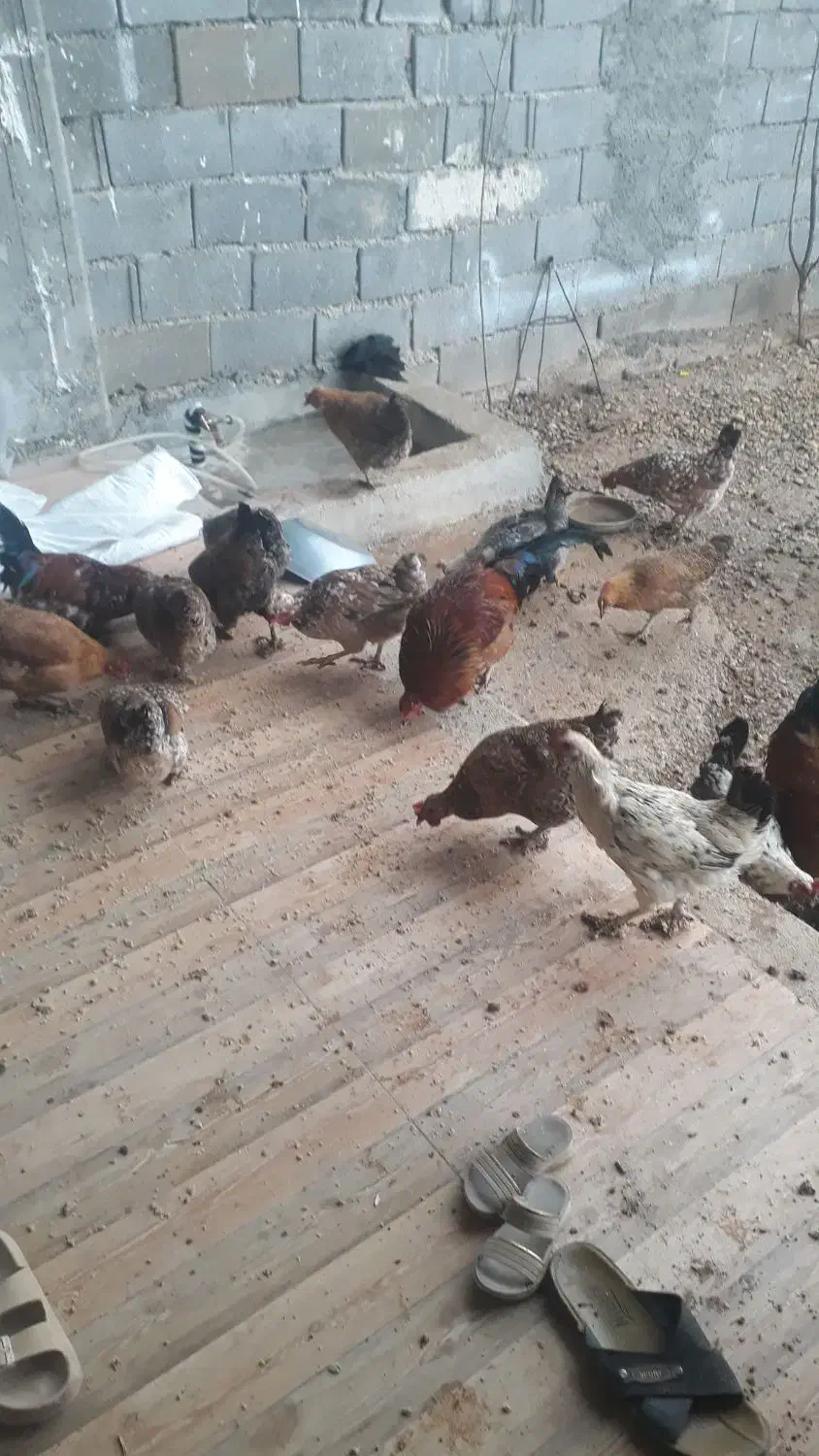 مرغ|حیوانات مزرعه|یاسوج, |دیوار