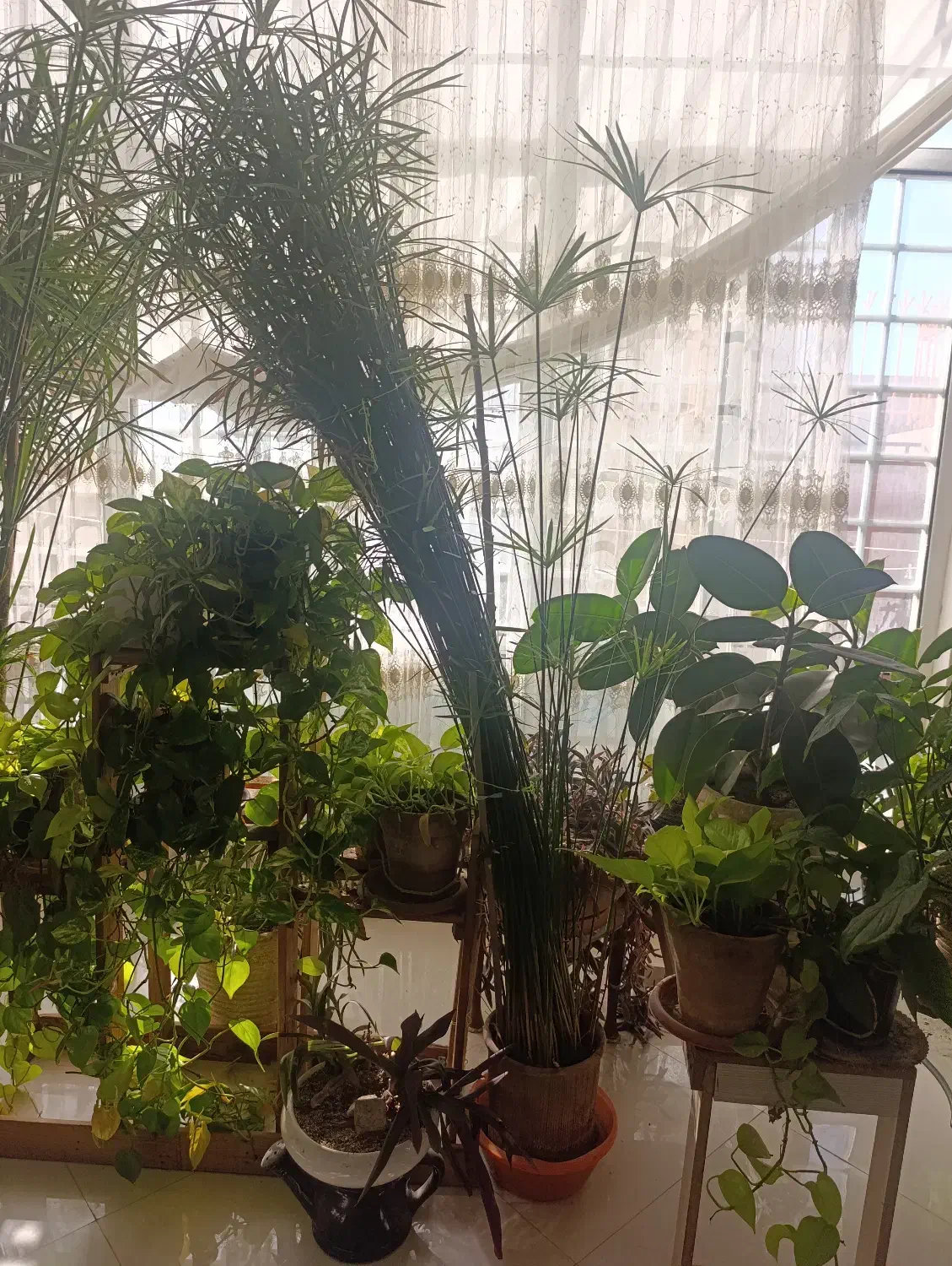 گل. نخل مرداب|گل و گیاه طبیعی|گلبهار, شهر جدید گلبهار|دیوار